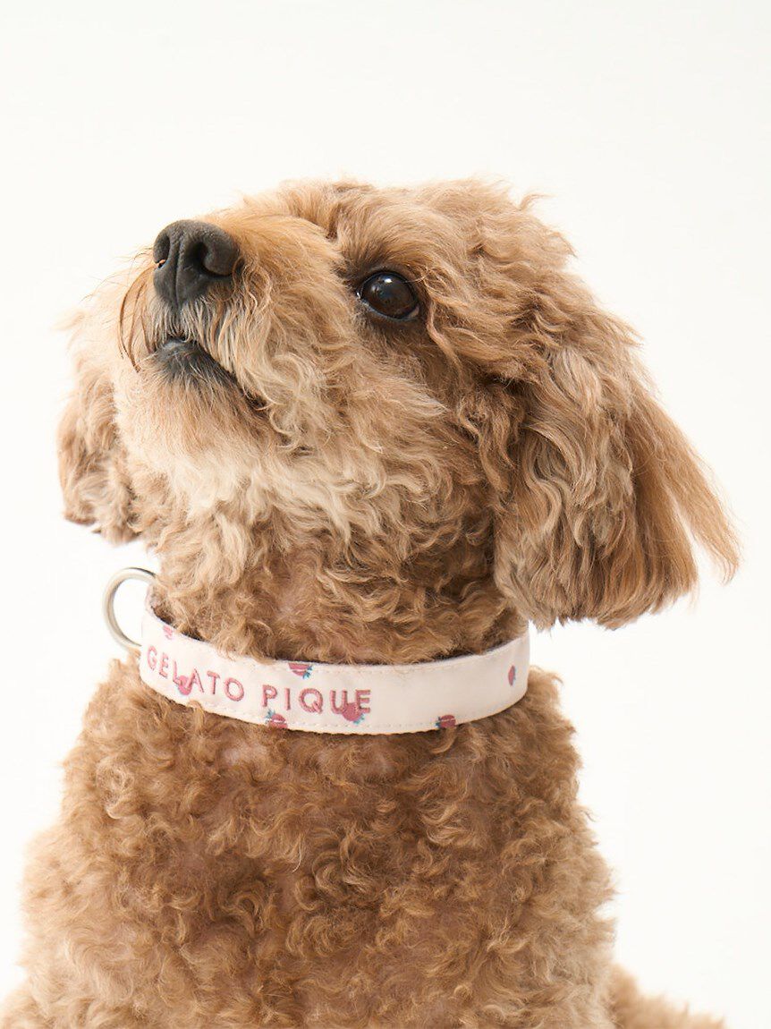  GELATO PIQUE CAT&DOG「【CAT&DOG】【販路限定商品】モチーフ柄首輪」|その他|