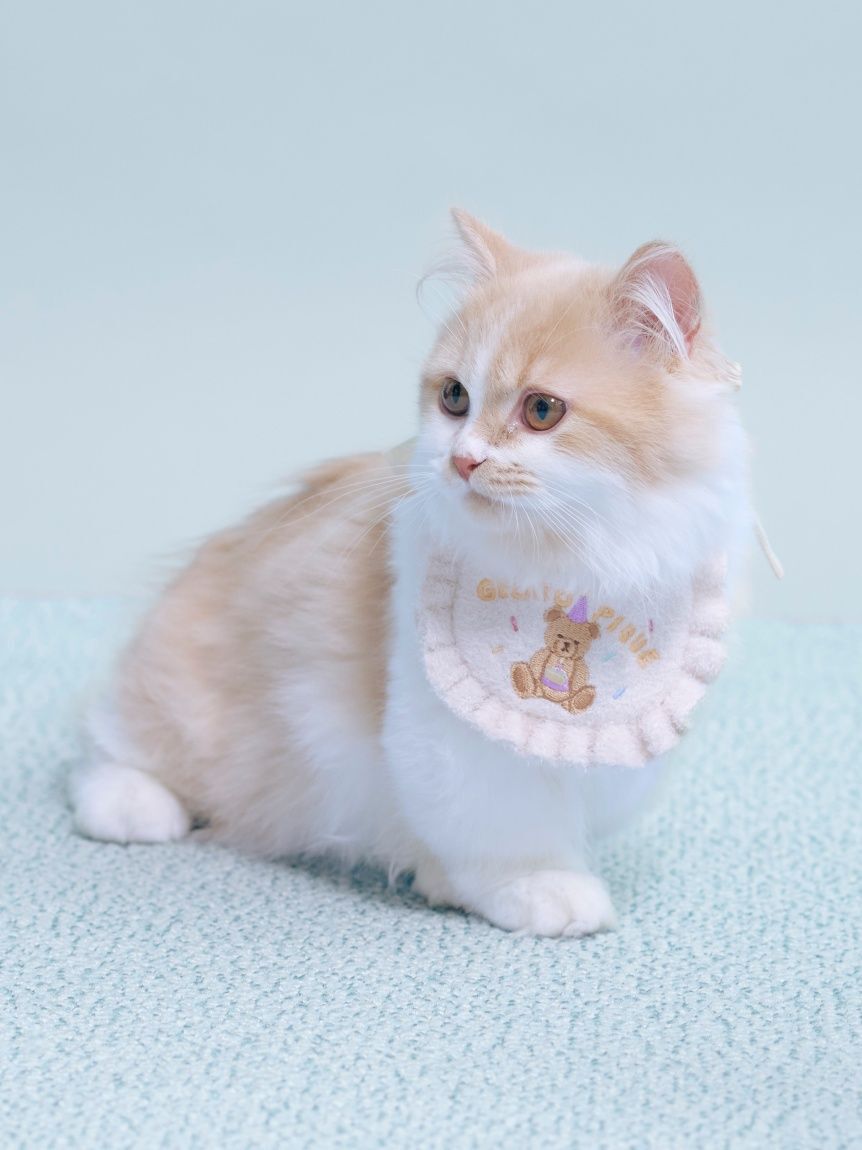  GELATO PIQUE CAT&DOG「【CAT&DOG】【Birthday】スムーズィーバースデースタイ」|その他|