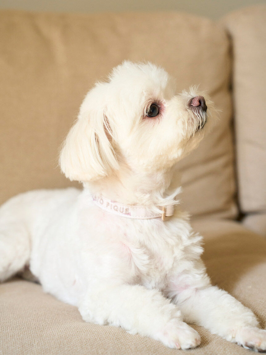  GELATO PIQUE CAT&DOG「【CAT&DOG】【販路限定商品】モチーフ柄首輪」|その他|