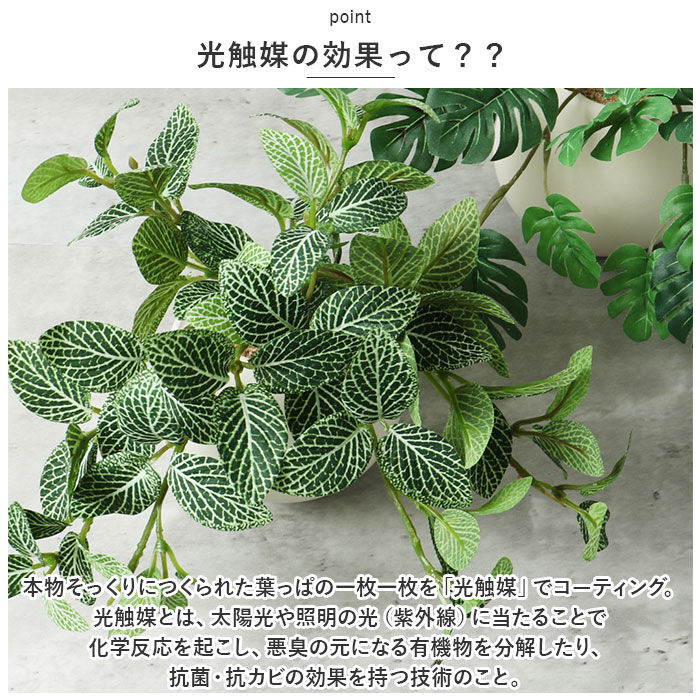 BACKYARD FAMILY「光触媒 フェイクグリーン 通販 イミテーショングリーン 人工観葉植物 インテリアグリーン 中型丸鉢」|その他|