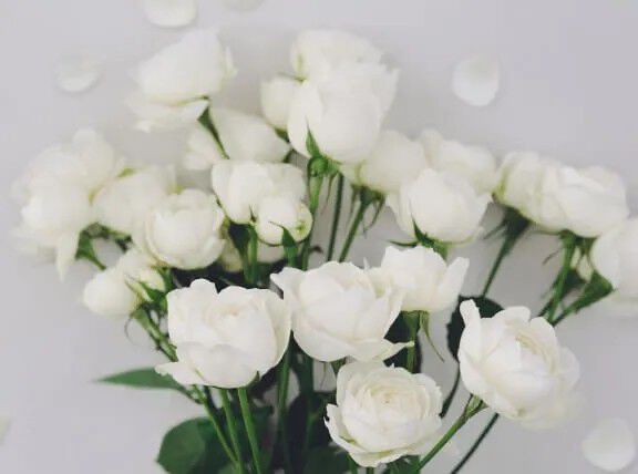 Flora Notis JILL STUART「フローラノーティス ジルスチュアート オータム セレクション」|香水・フレグランス|