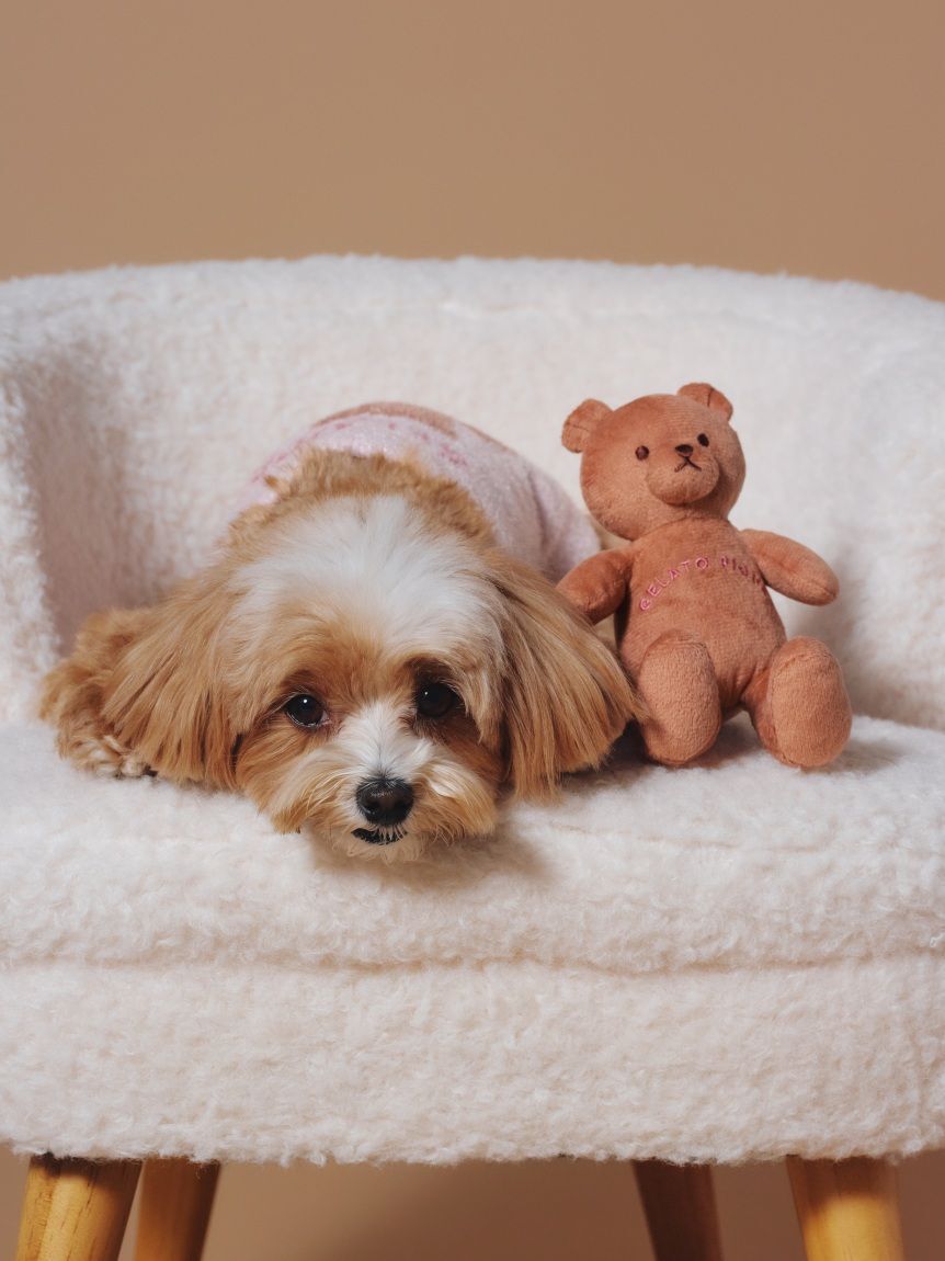  GELATO PIQUE CAT&DOG「【CAT&DOG】ベアトイ」|その他|BRW