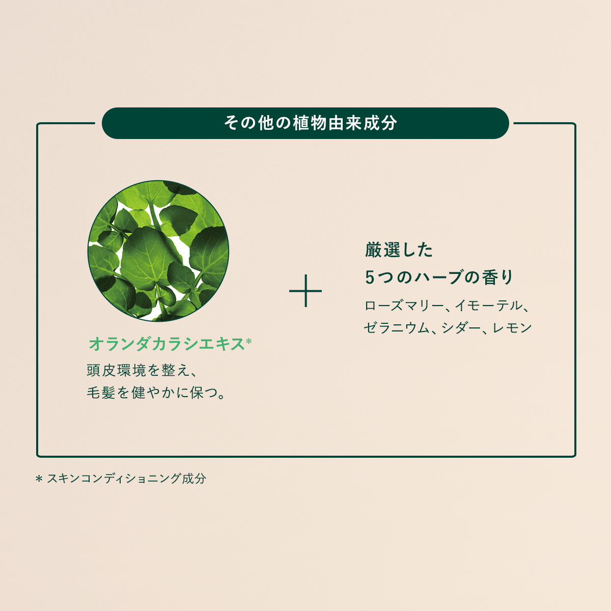 L&rsquo;OCCITANE「薬用 メディカル アンチヘアロスセラム＜医薬部外品＞」|その他|