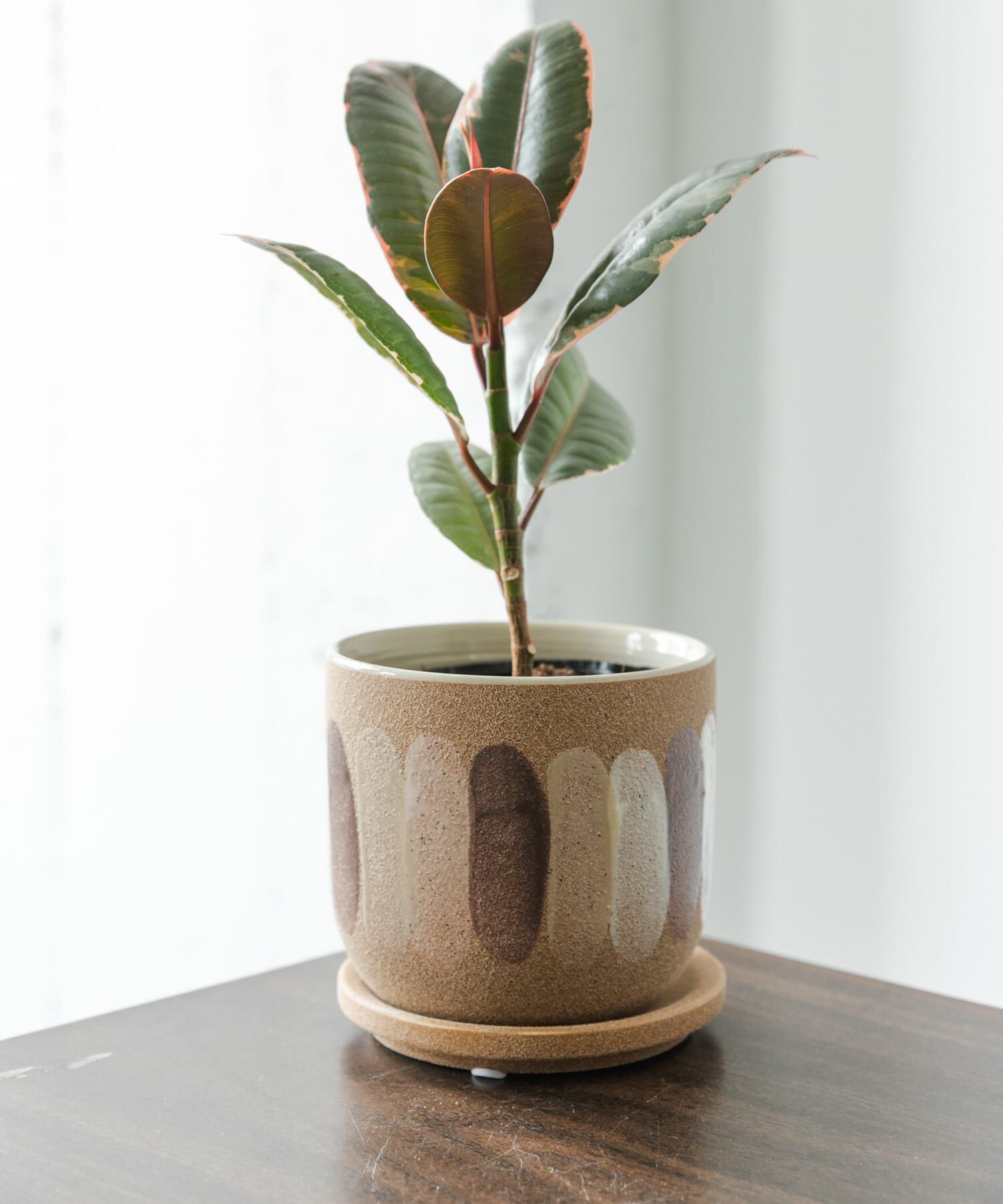 URBAN RESEARCH DOORS「FARM　デシレ 11C」|フィギュア・ホビー|