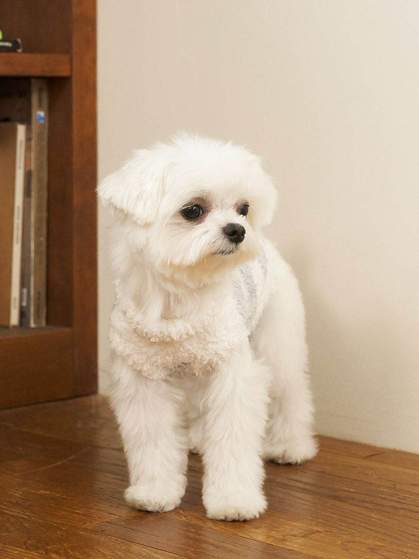  GELATO PIQUE CAT&DOG「【CAT&DOG】ジェラートメランジ2ボーダープルオーバー」|その他|