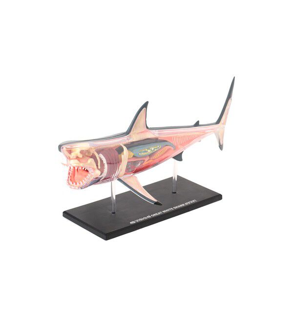BEAMS「4D MASTER / ANIMAL ANATOMY」|その他|