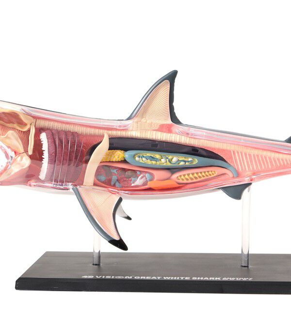 BEAMS「4D MASTER / ANIMAL ANATOMY」|その他|