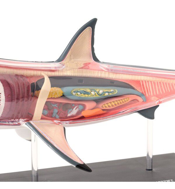 BEAMS「4D MASTER / ANIMAL ANATOMY」|その他|