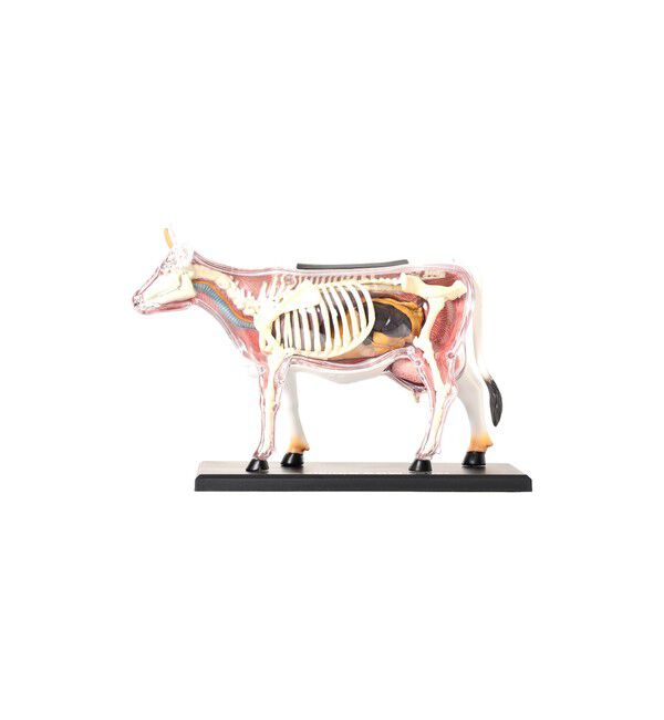 BEAMS「4D MASTER / ANIMAL ANATOMY」|その他|
