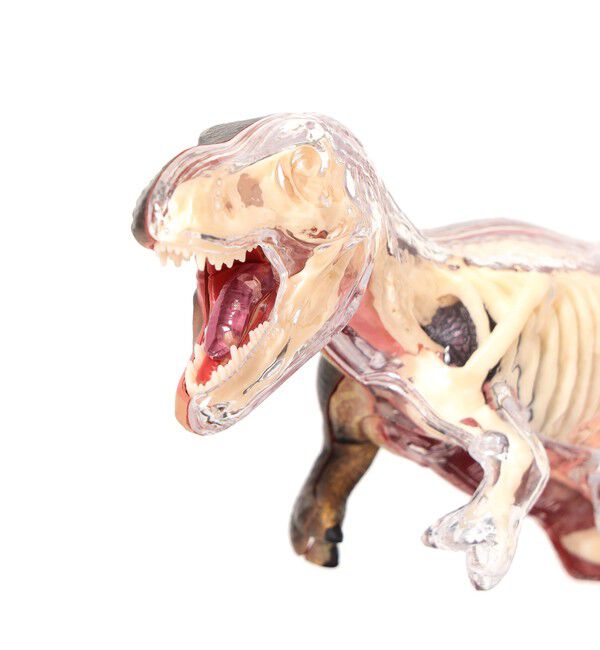 BEAMS「4D MASTER / ANIMAL ANATOMY」|その他|