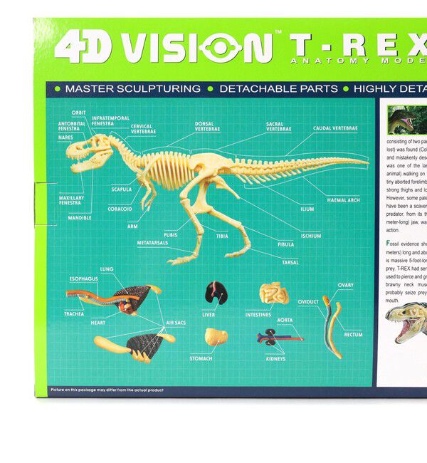 BEAMS「4D MASTER / ANIMAL ANATOMY」|その他|