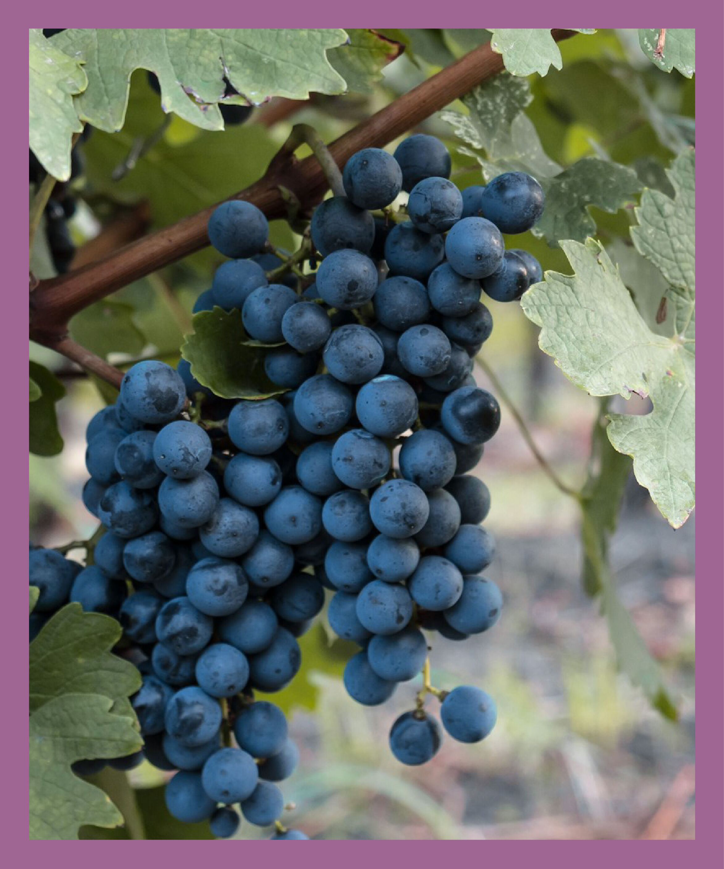 LUMINE AGRI SHOP「【ﾜｲﾅﾘｰ蔵出限定赤白】甲州＆ﾍﾞｰﾘｰAｾｯﾄ」|ワイン|