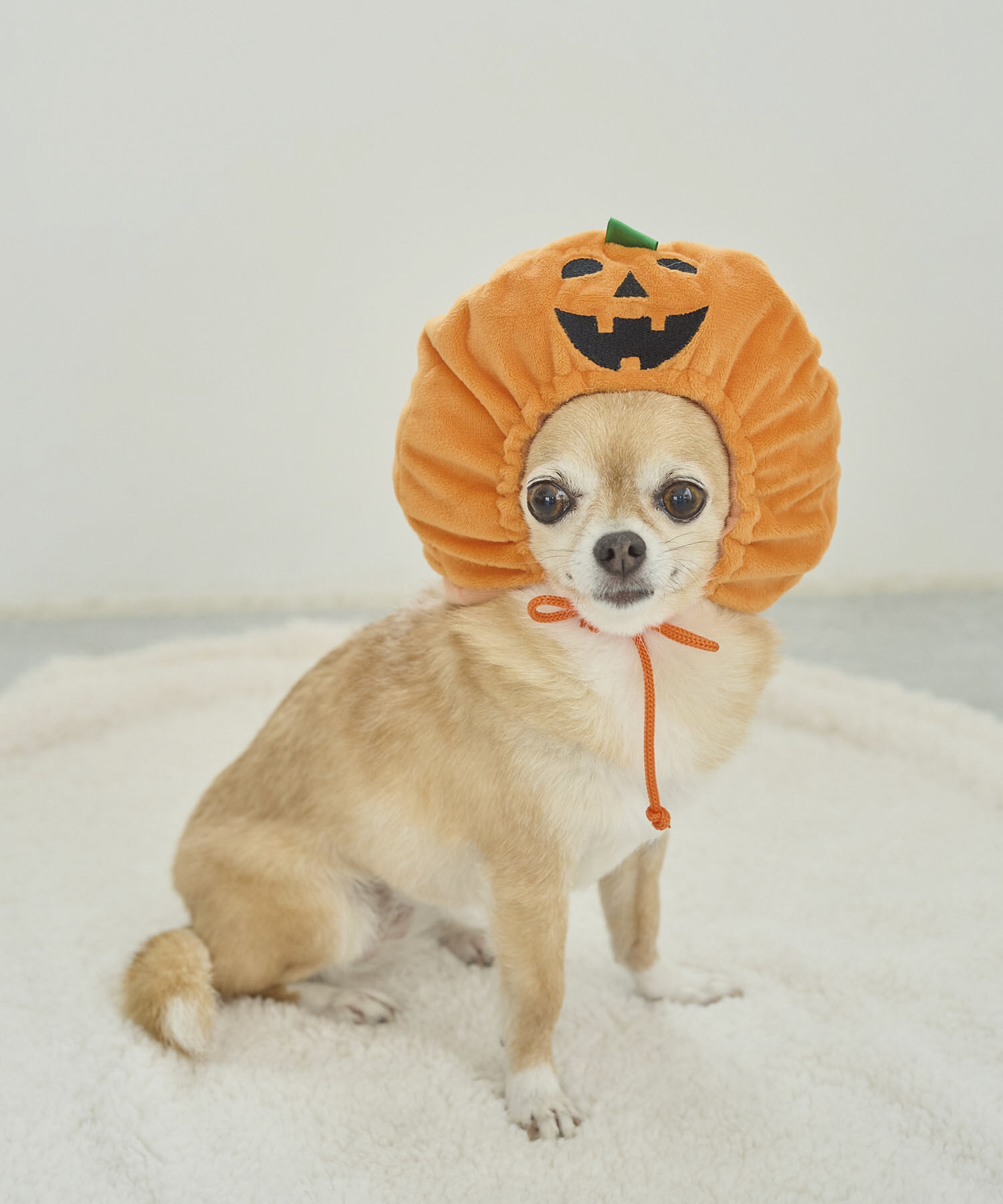 ROPE PICNIC PASSAGE「【DOG】ハロウィンかぼちゃ」|その他|