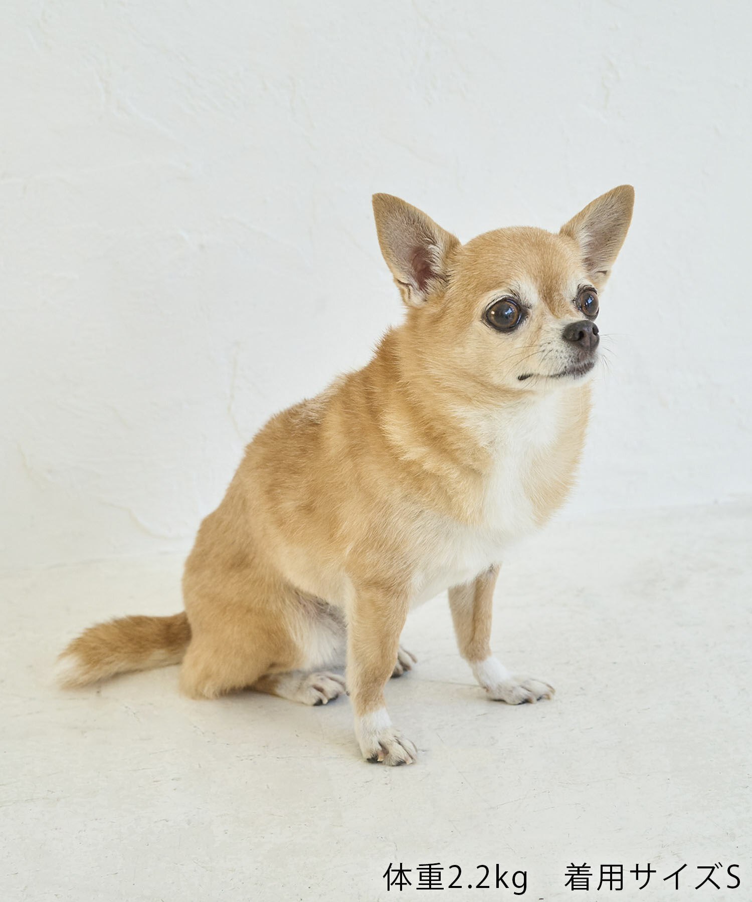 ROPE PICNIC PASSAGE「【DOG】ハロウィンかぼちゃ」|その他|