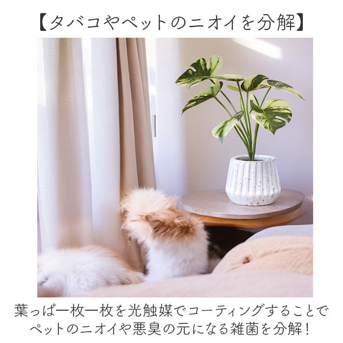 BACKYARD FAMILY「光触媒 フェイクグリーン 通販 人工観葉植物 イミテーショングリーン インテリアグリーン 消臭」|その他|