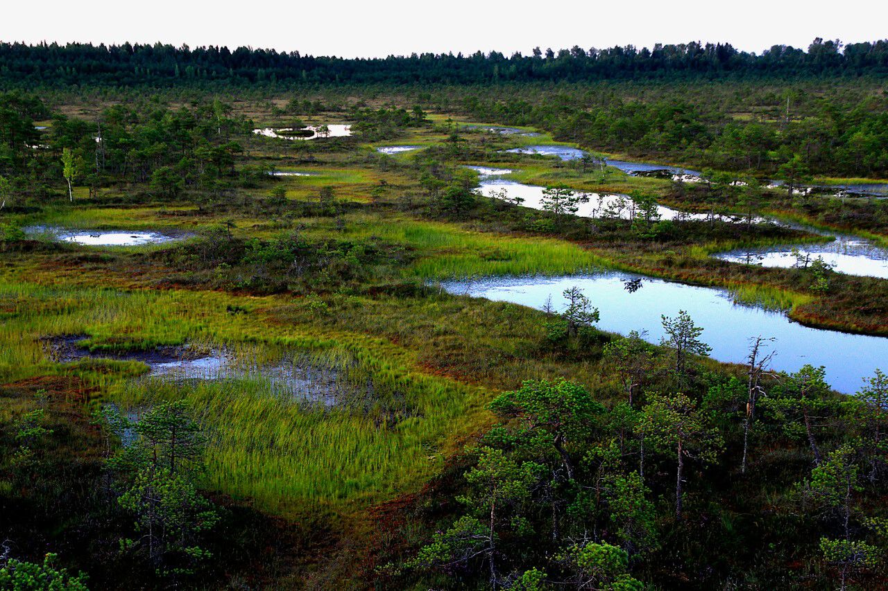 aesti「Nordic Peat Toner/ノルディックピートトナー」|化粧水|
