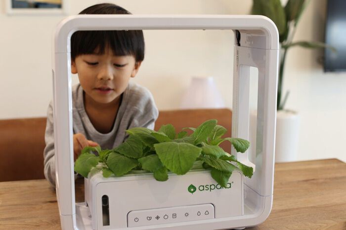 BACKYARD FAMILY「水耕栽培キット 通販 水耕栽培 野菜栽培 家庭菜園 屋内用水耕栽培キット 自動水やり 室内菜園」|その他|