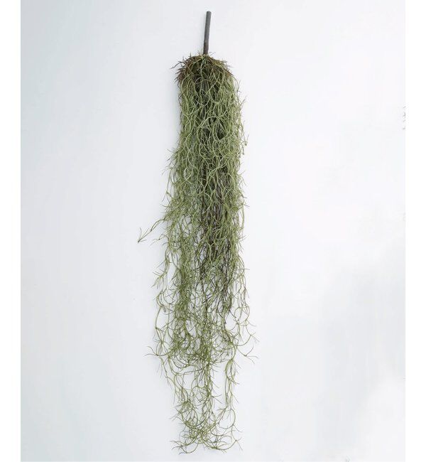 journal standard Furniture「【Brown./ブラウン】スパニッシュモス ハンギングブッシュ グリーン 77」|その他|グリーン