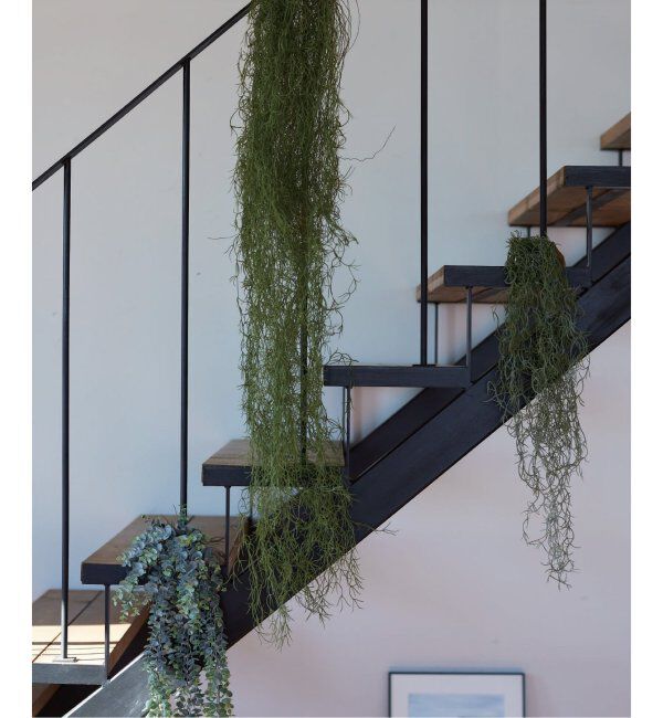 journal standard Furniture「【Brown./ブラウン】スパニッシュモス ハンギングブッシュ グリーン 77」|その他|