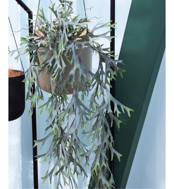 journal standard Furniture「【Brown./ブラウン】ビカクシダ ハンギングブッシュブルー　フェイクグリーン」|その他|グリーン