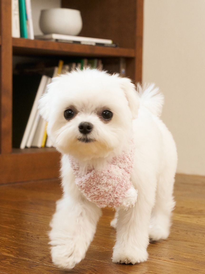  GELATO PIQUE CAT&DOG「【CAT&DOG】ジェラートメランジマフラー」|その他|PNK