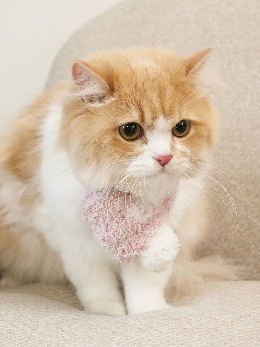  GELATO PIQUE CAT&DOG「【CAT&DOG】ジェラートメランジマフラー」|その他|