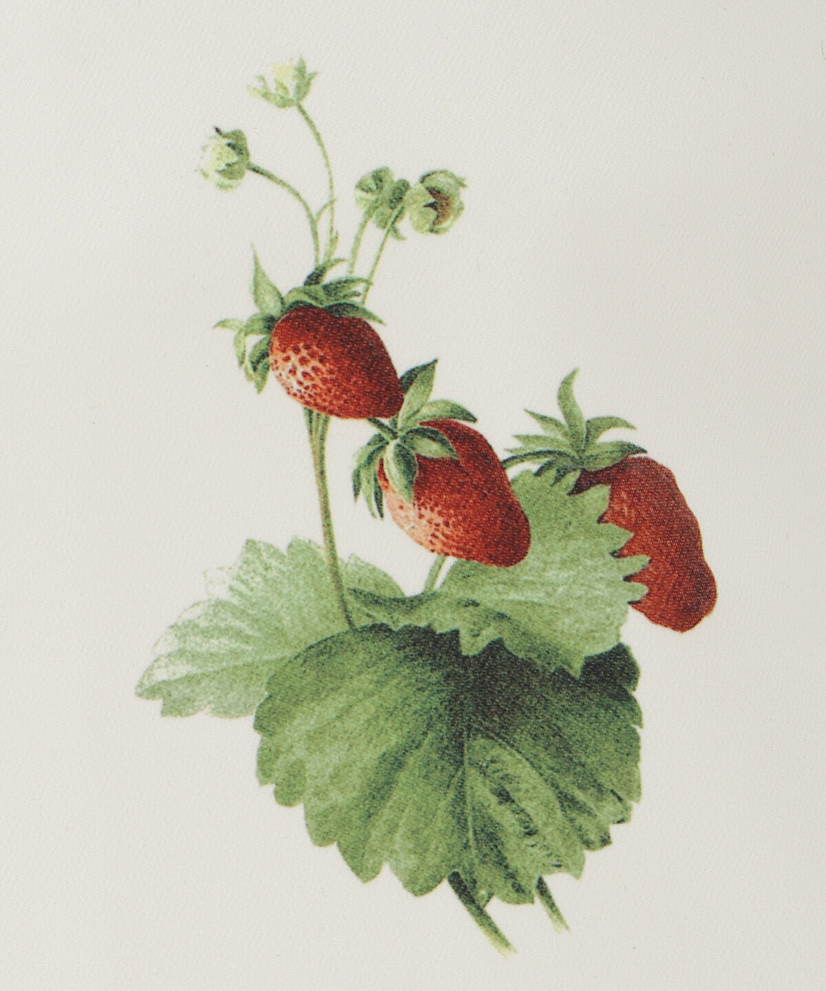 WILLSELECTION「ウィンターボタニカルトートバッグ」|トートバッグ|