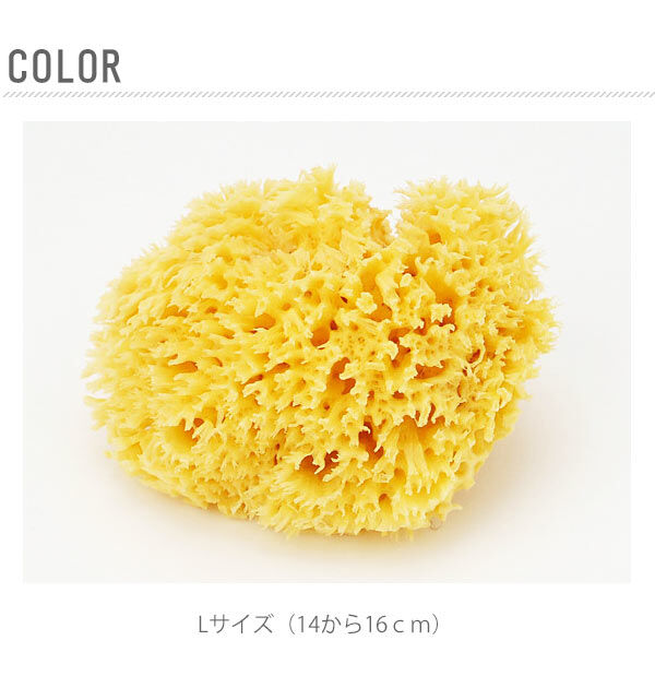 BACKYARD FAMILY「ボディスポンジ Bellini ベリーニ 通販 天然海綿スポンジ 天然海綿 ハニコム種 SA16」|入浴剤・バスグッズ|