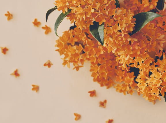 Flora Notis JILL STUART「フローラノーティス ジルスチュアート リペアヘアオイル　50ｍｌ」|美容液・オイル・クリーム|