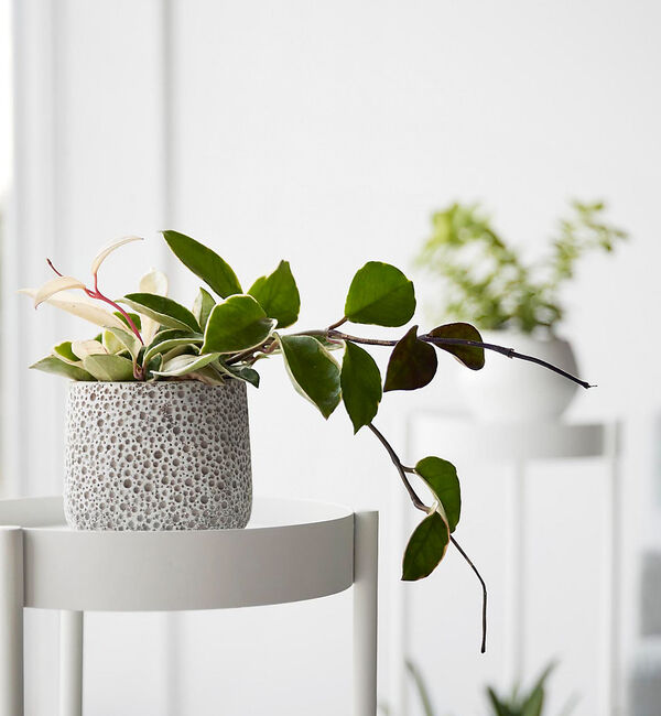 collex「【tower】 キャスター付きプランタースタンド 2段」|その他|