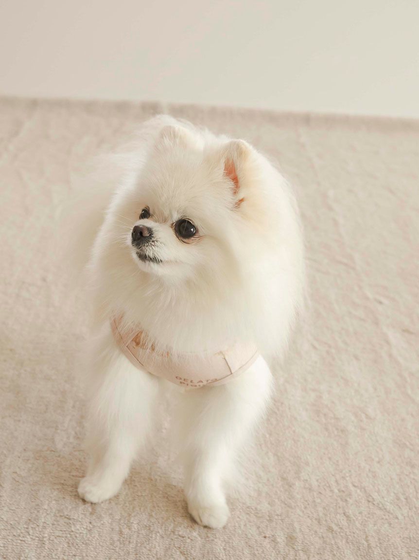  GELATO PIQUE CAT&DOG「【CAT&DOG】ポメラニアン柄カットソープルオーバー」|その他|