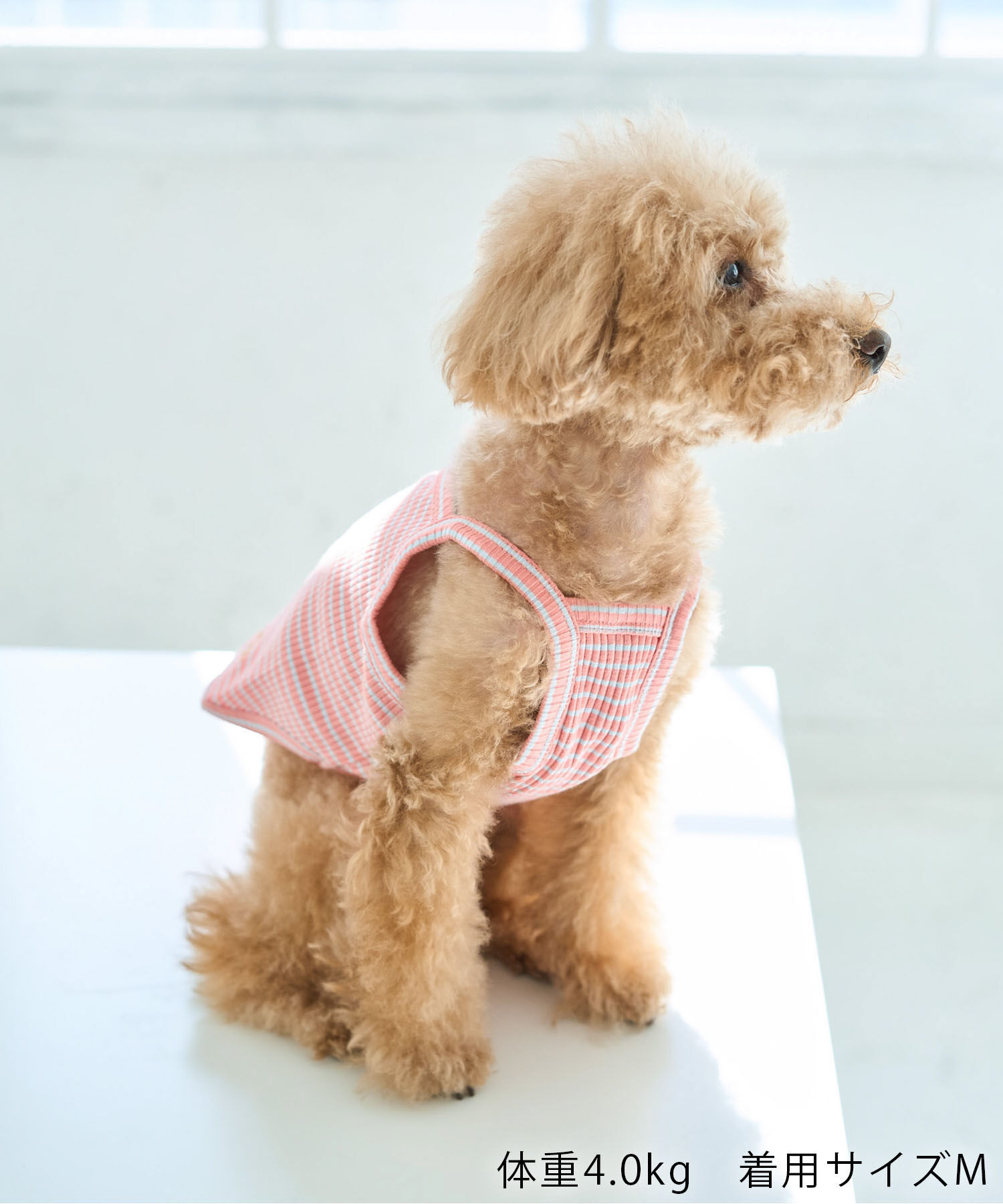 ROPE PICNIC PASSAGE「【DOG】マルチボーダーキャミソール」|その他|