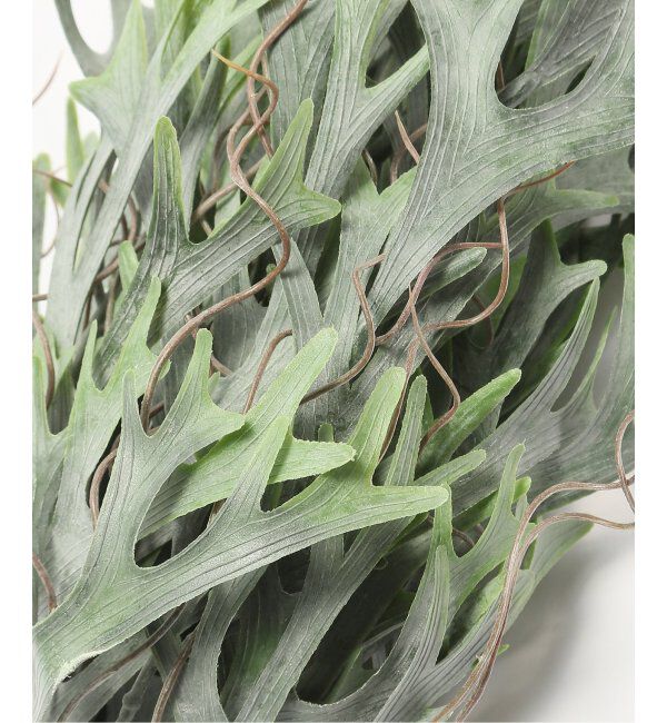 journal standard Furniture「【Brown./ブラウン】ビカクシダ ハンギングブッシュブルー　フェイクグリーン」|その他|