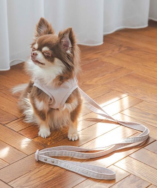  GELATO PIQUE CAT&DOG「【CAT&DOG】【販路限定商品】リード」|その他|