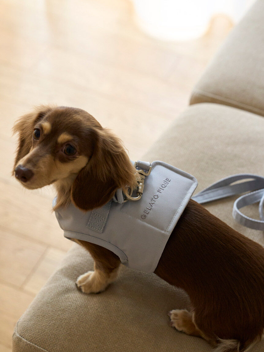  GELATO PIQUE CAT&DOG「【CAT&DOG】【販路限定商品】ハーネス」|その他|BLU