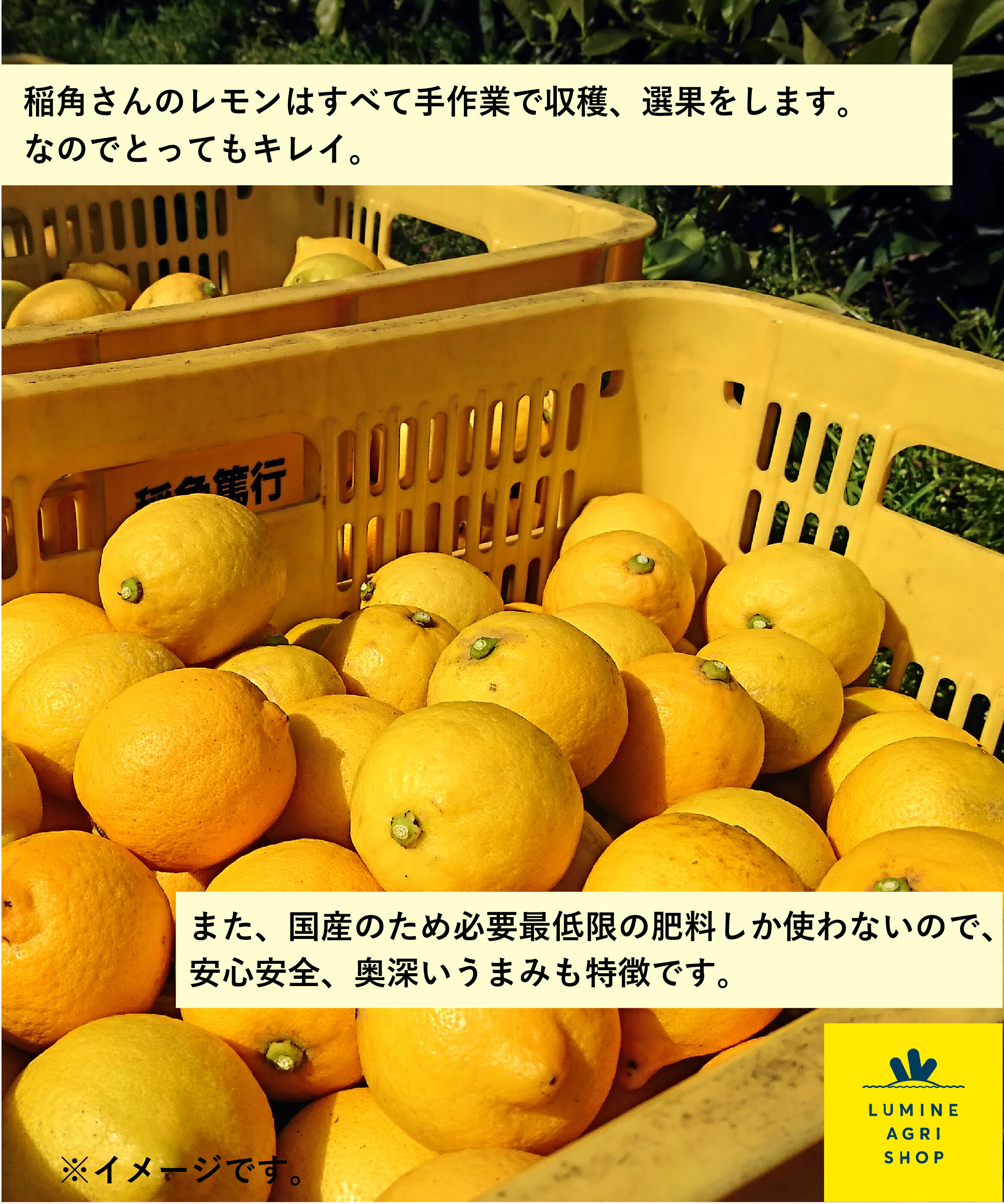 LUMINE AGRI SHOP「【L-FARMERS】稲角さん家の季節と変わるレモン」|果物・野菜|