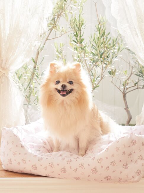 Maison de FLEUR「オリジナルフラワープリントペットベッドM」|その他|