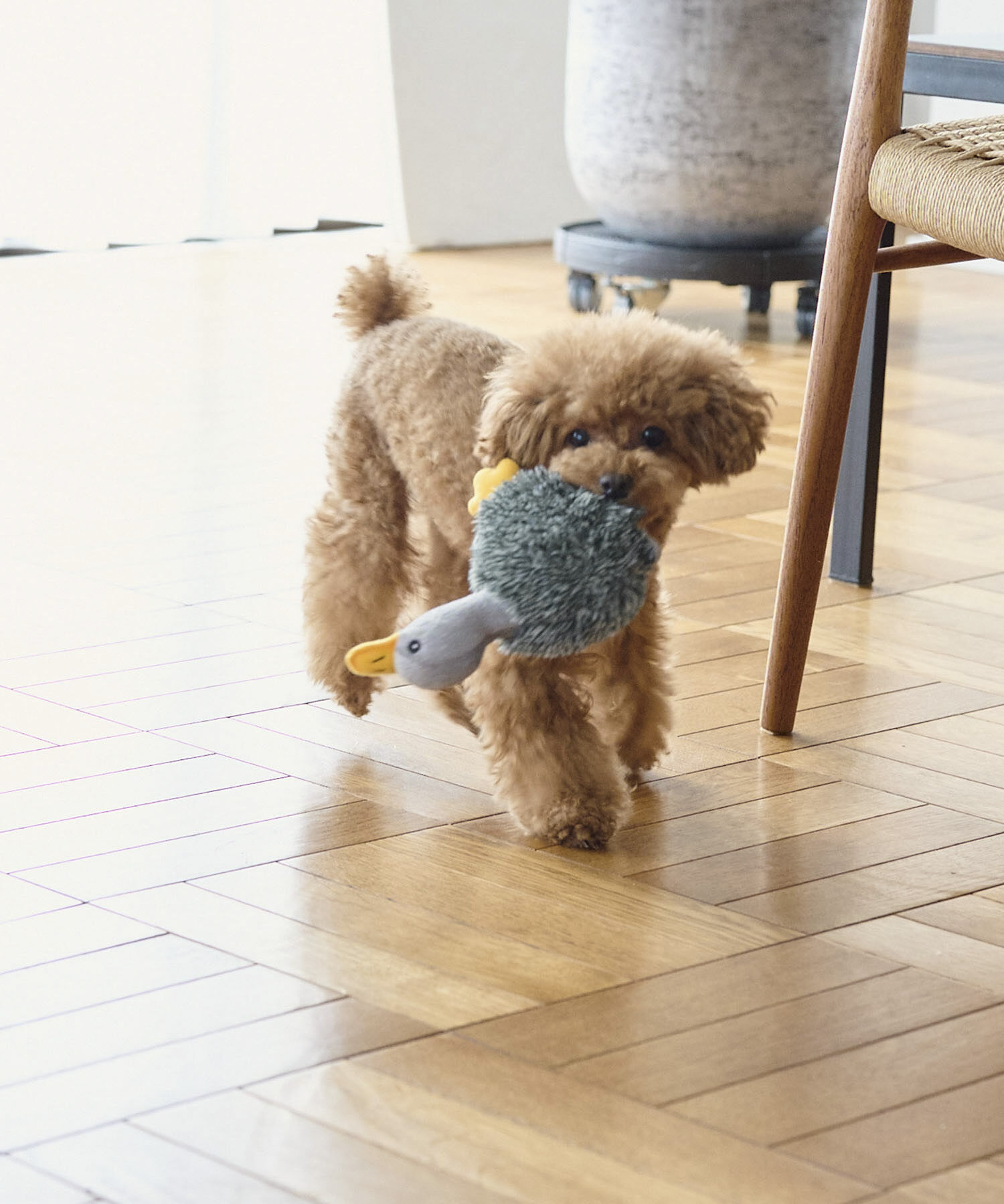 ROPE PICNIC PASSAGE「【DOG】スクイーカーガチョウトイ」|その他|