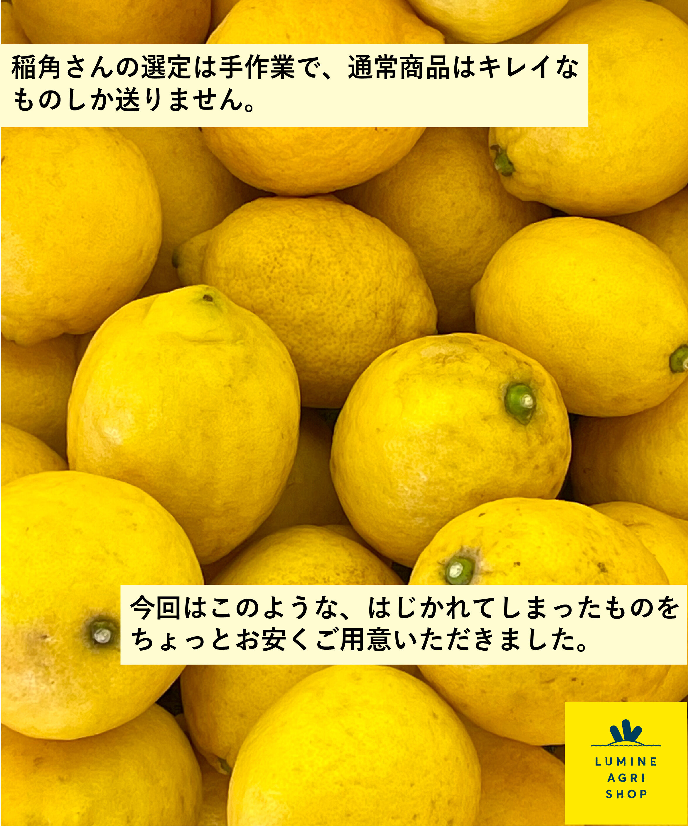 LUMINE AGRI SHOP「【のびのび応援便】稲角さん家の失恋レモン」|果物・野菜|