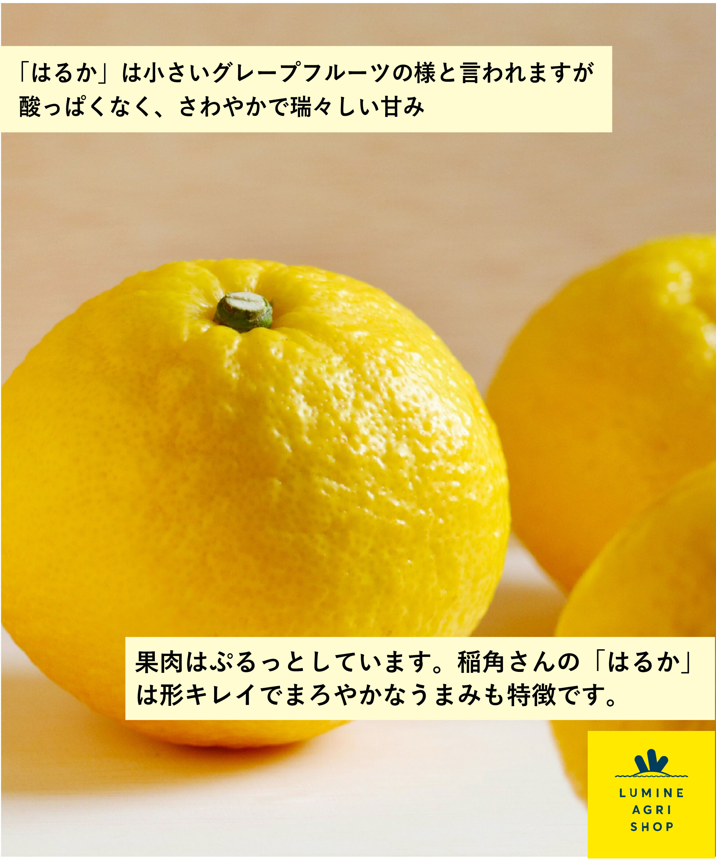 LUMINE AGRI SHOP「稲角さん家の広島県産はるか1.5kg」|果物・野菜|