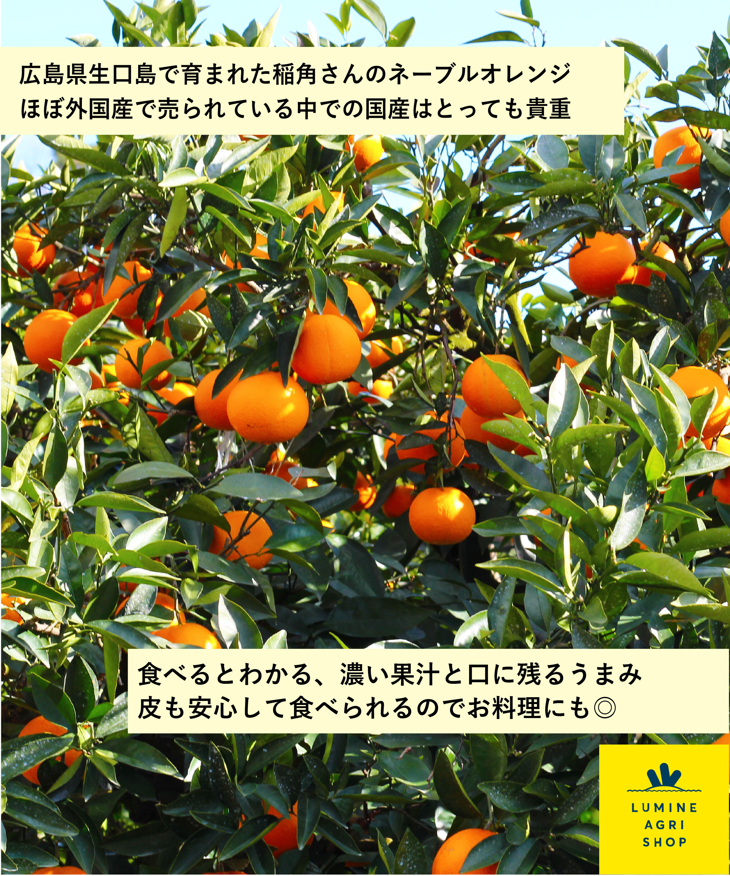 LUMINE AGRI SHOP「【L-FARMERS】稲角さん家のﾈｰﾌﾞﾙｵﾚﾝｼﾞ1.5kg」|果物・野菜|