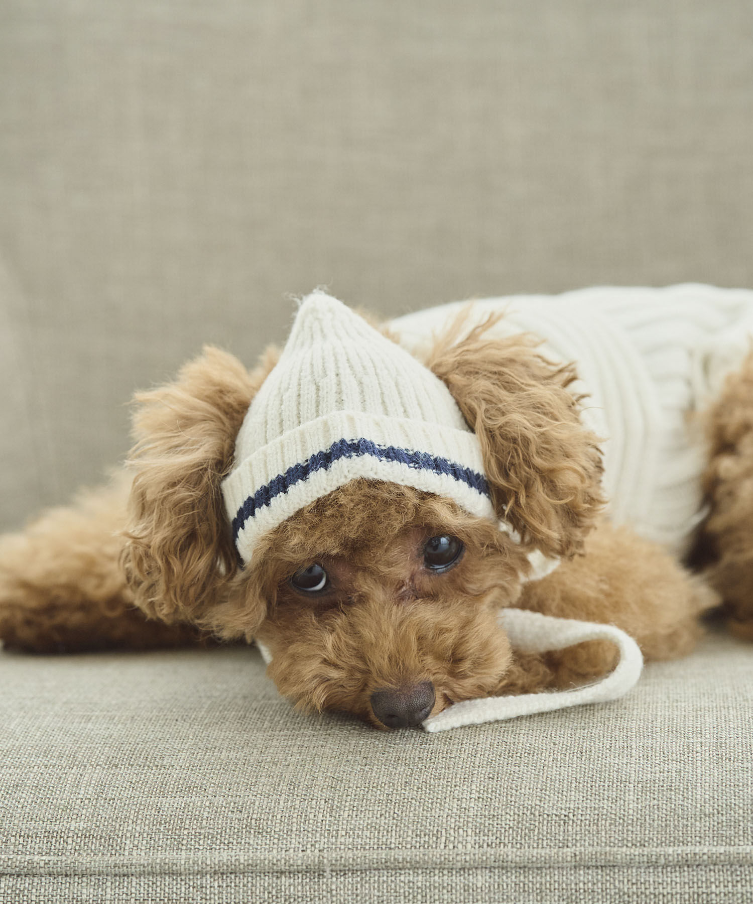 ROPE PICNIC PASSAGE「【DOG】リブ切り替えニットワッチ」|その他|キナリ系(17)