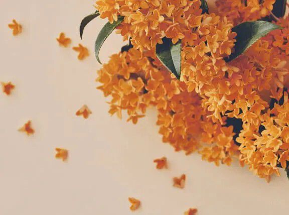 Flora Notis JILL STUART「フローラノーティス ジルスチュアート オータム セレクション」|香水・フレグランス|