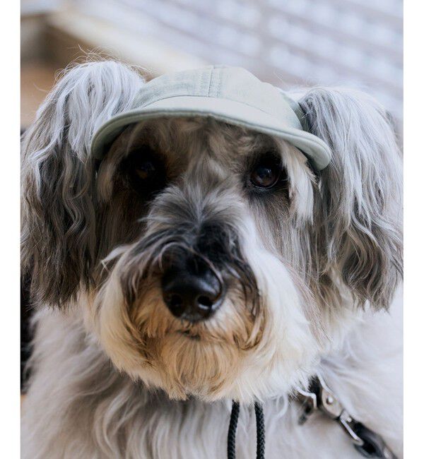 ROPE PICNIC PASSAGE「【DOG】【comif(コミフ)&times;ROPE' PICNIC】シャイニーキャップ/リンクコーデ」|その他|