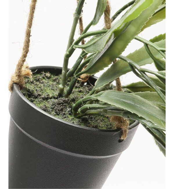 journal standard Furniture「【Brown./ブラウン】リプサリス ハンギングポット　フェイクグリーン」|その他|