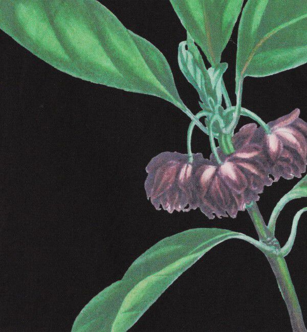 CABaN「CABaN コットン Green Showerプリント ハーフスリーブシャツ」|シャツ・ブラウス|