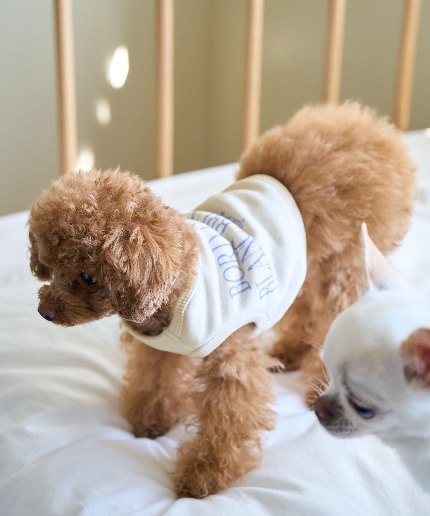 ROPE PICNIC PASSAGE「【DOG】クロップドロゴスウェット/リンクコーデ」|その他|キナリ系(17)