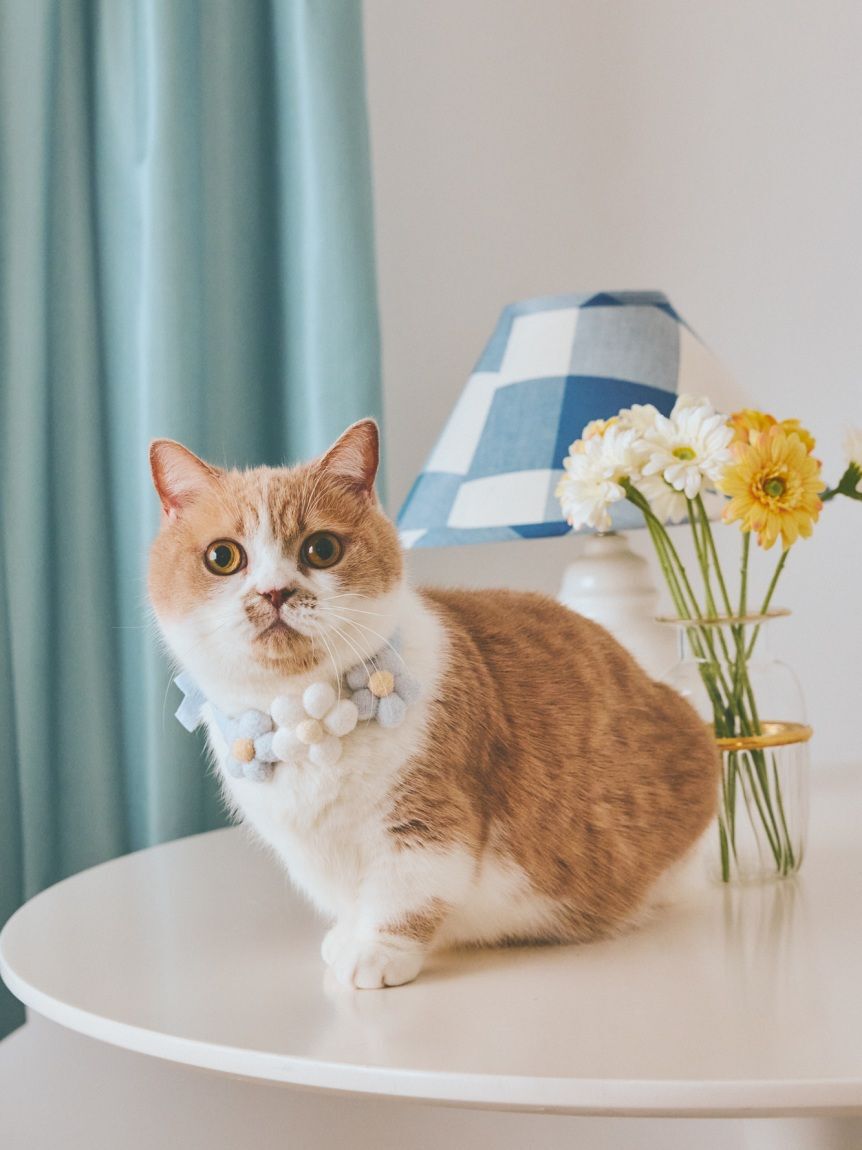  GELATO PIQUE CAT&DOG「【CAT&DOG】スムーズィーフラワーモチーフチョーカー」|その他|