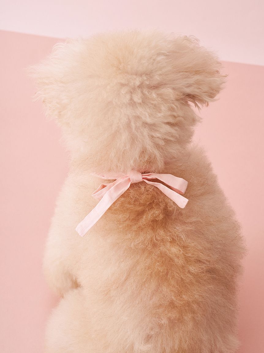  GELATO PIQUE CAT&DOG「【CAT&DOG】スムーズィーフラワーモチーフチョーカー」|その他|