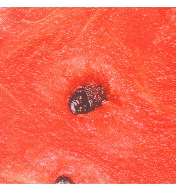 BEAMS「Esschert Design / BIG FRUIT トートバッグ」|ポーチ|